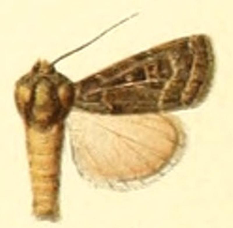Euxoa juvenis