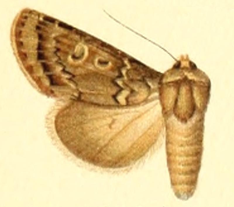 Euxoa laetifica