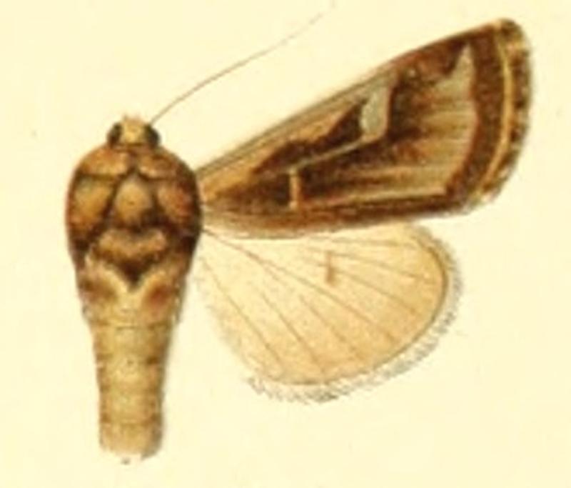 Euxoa lasciva