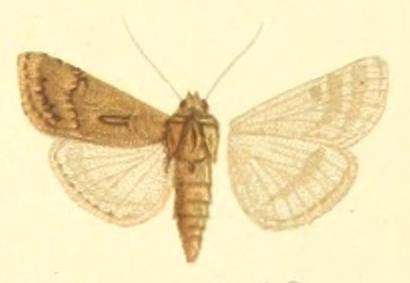 Euxoa lasserrei f