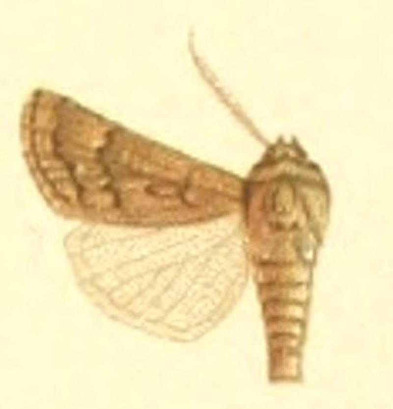 Euxoa lasserrei m