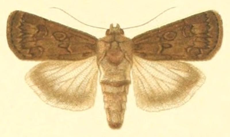 Euxoa lata