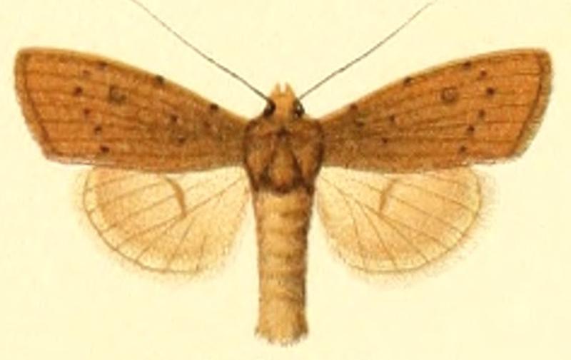 Euxoa ledereri