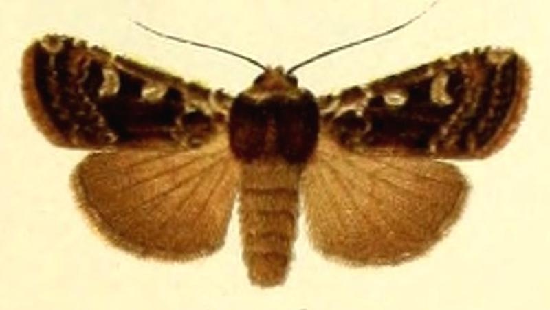 Euxoa lidia(1)