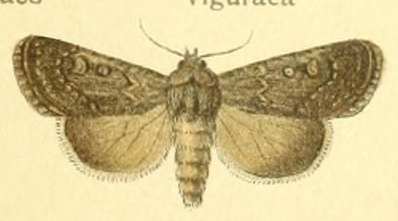 Euxoa livida