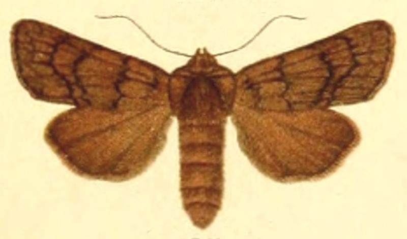 Euxoa livonica