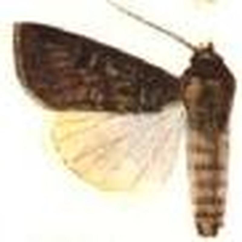 Euxoa longidentifera