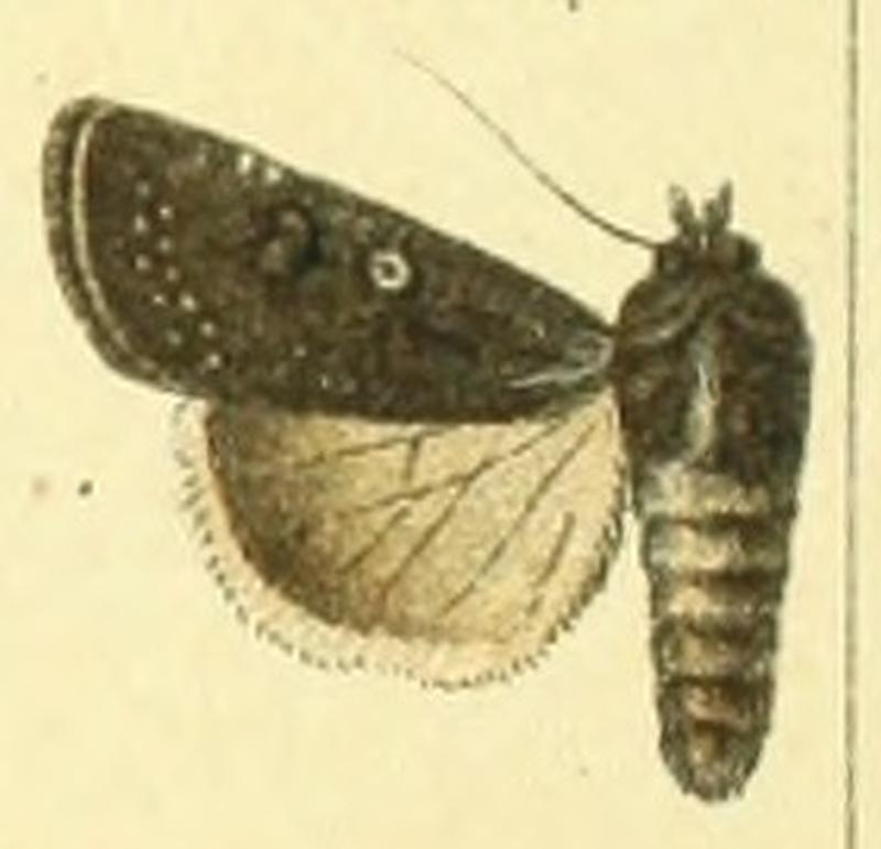 Euxoa lunigera f