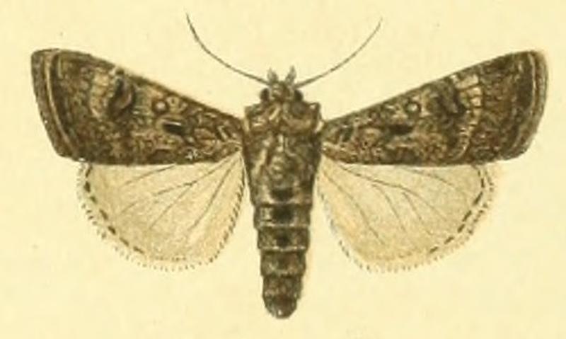 Euxoa lunigera m