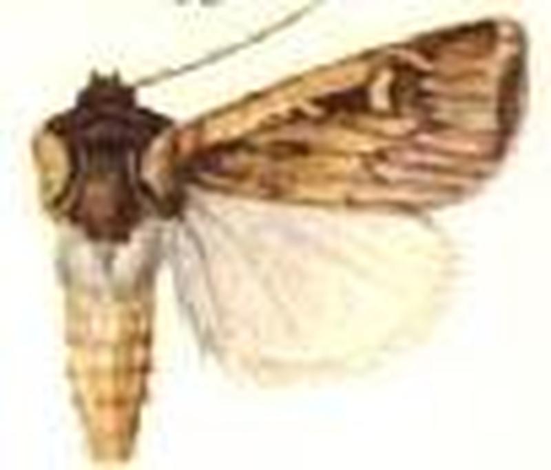 Euxoa lutescens
