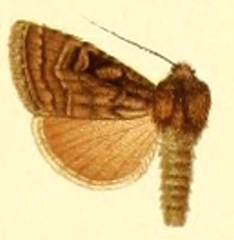 Euxoa marcida
