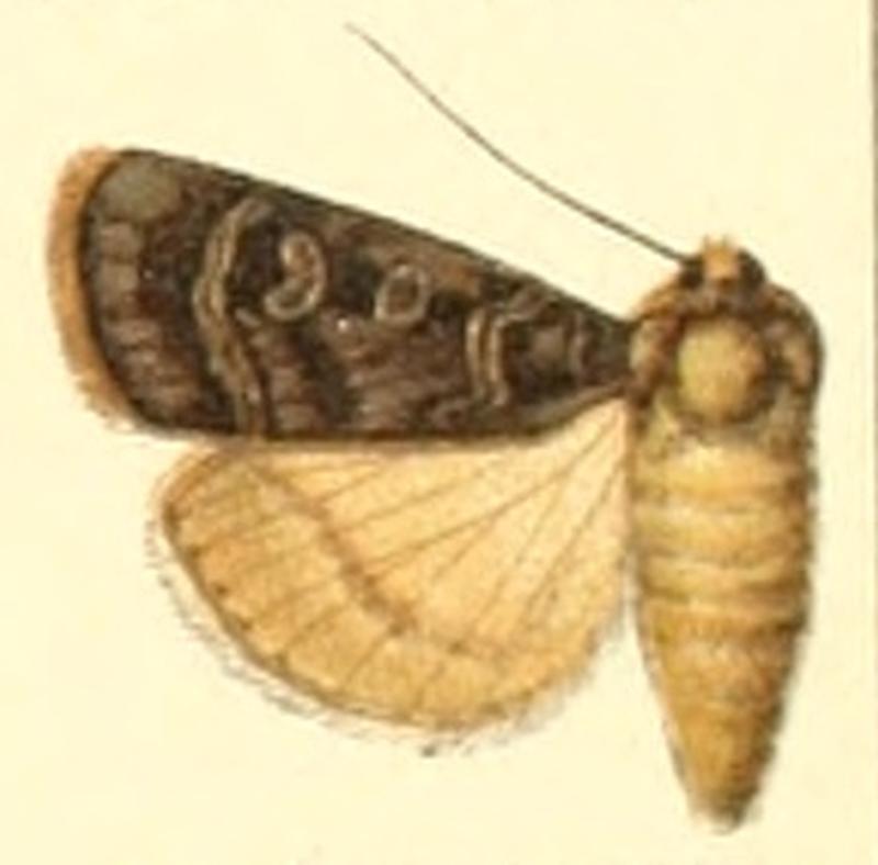 Euxoa melancholica