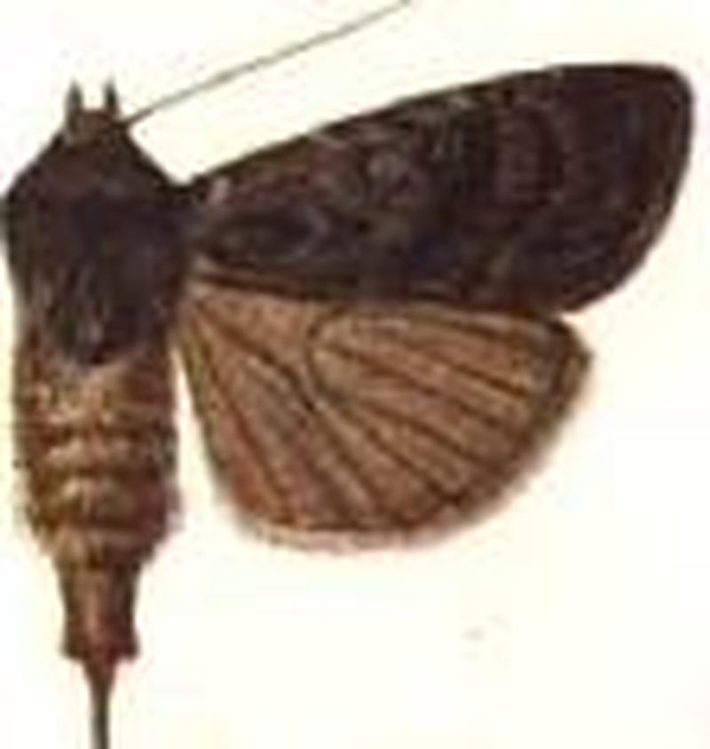 Euxoa mesotoxa