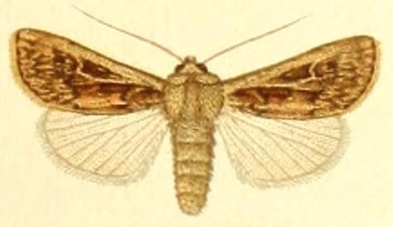 Euxoa messaouda