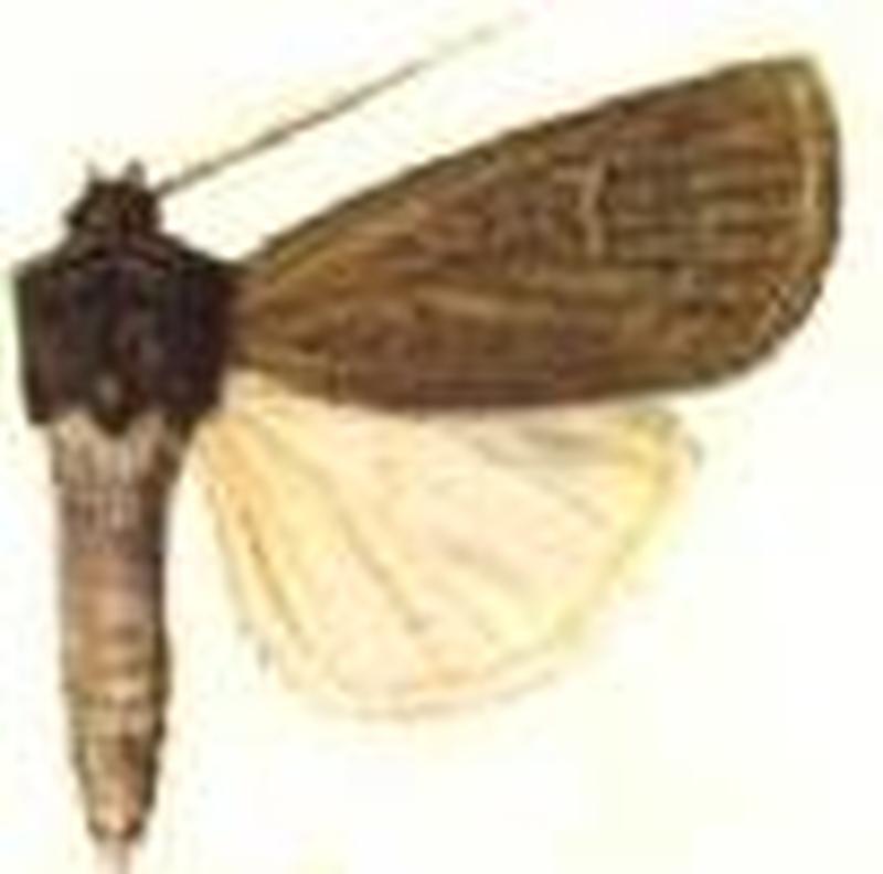 Euxoa mollis