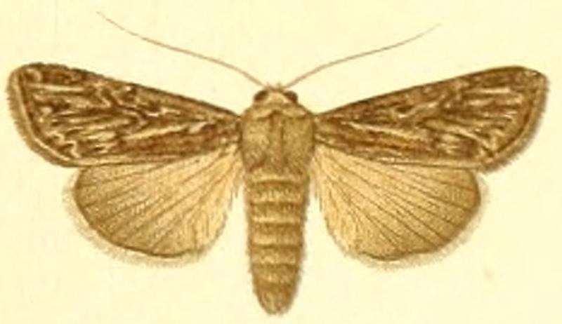 Euxoa multicuspis