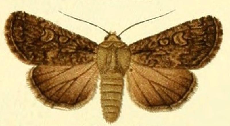 Euxoa nigrescens