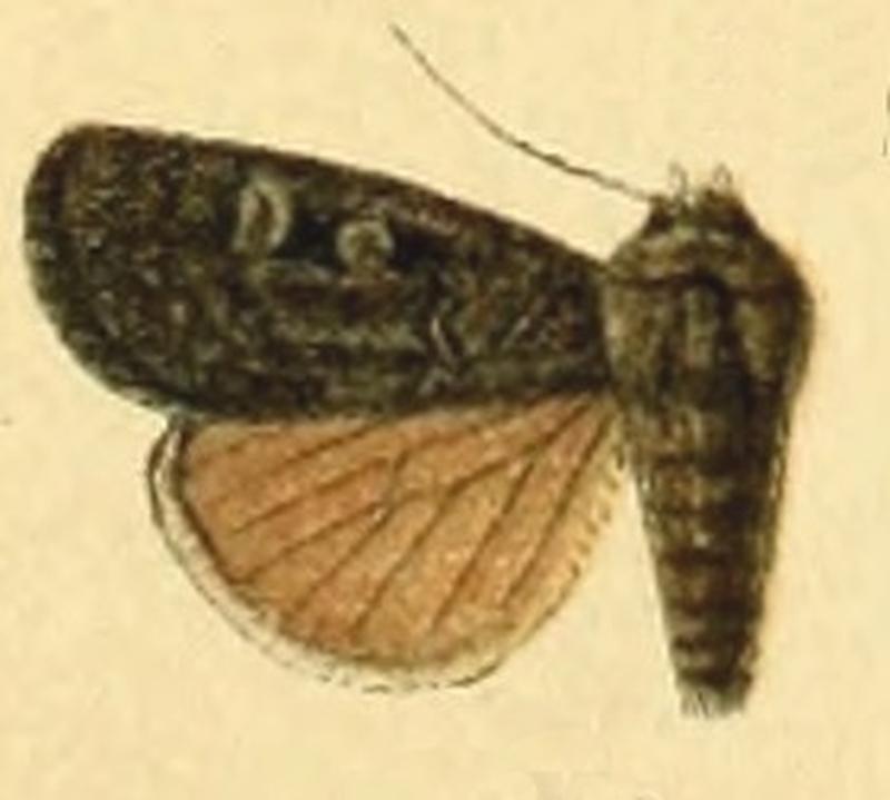 Euxoa nigrita