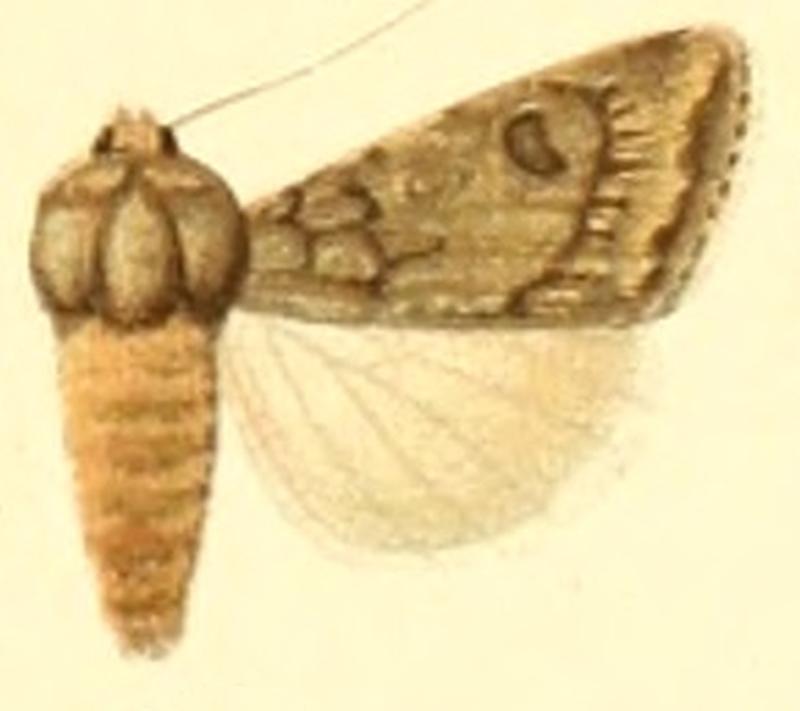 Euxoa nili