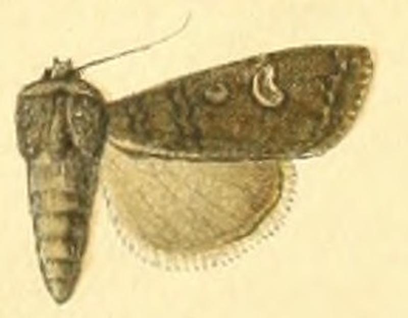 Euxoa nyctopis