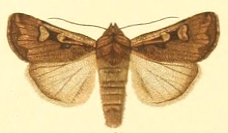 Euxoa obelisca