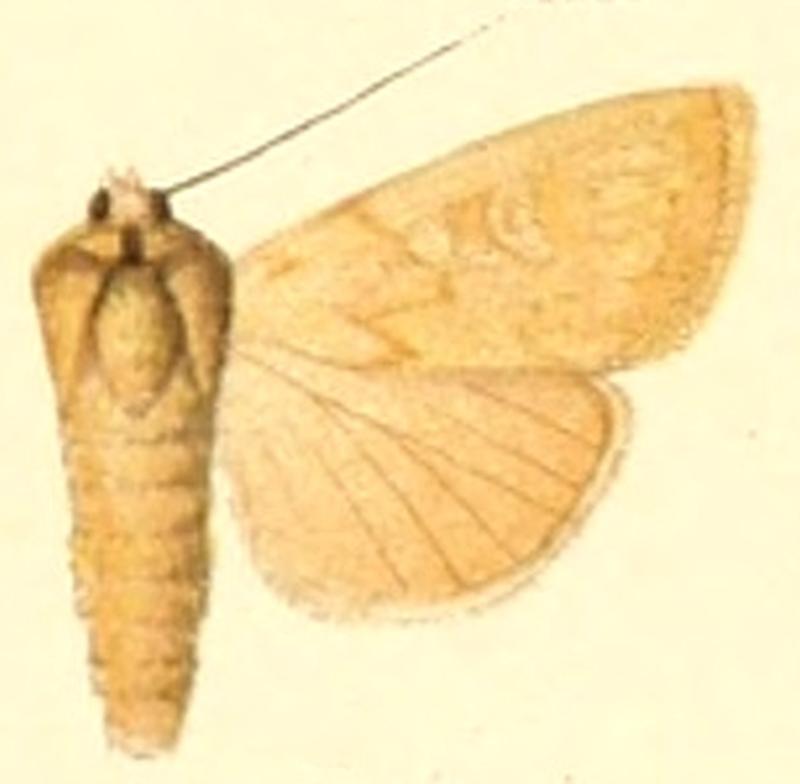 Euxoa ochrina