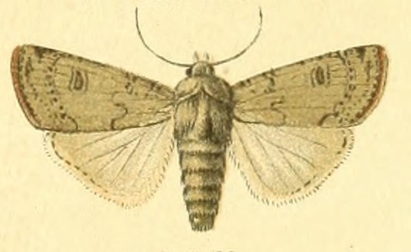 Euxoa olivina