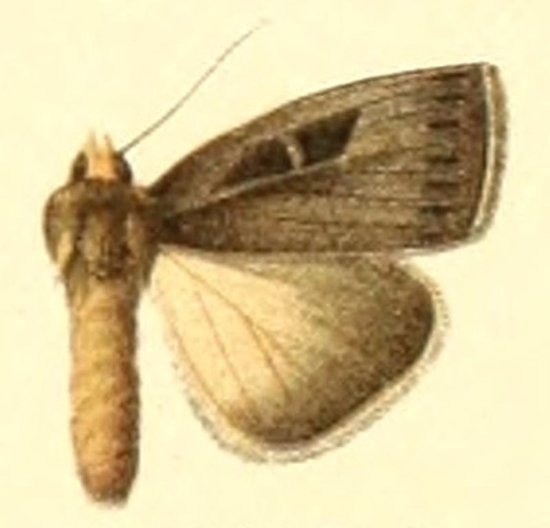 Euxoa ononensis
