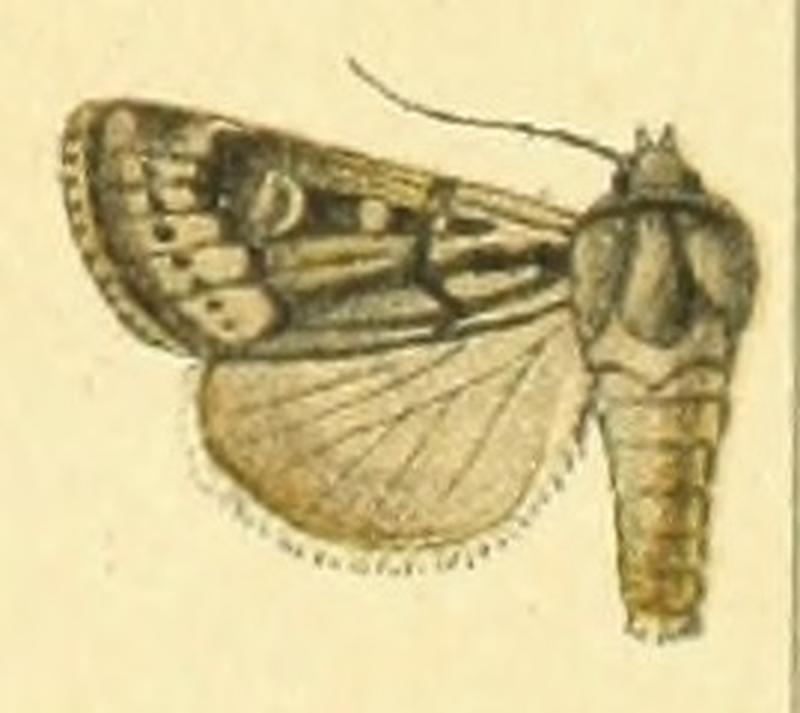 Euxoa opipara