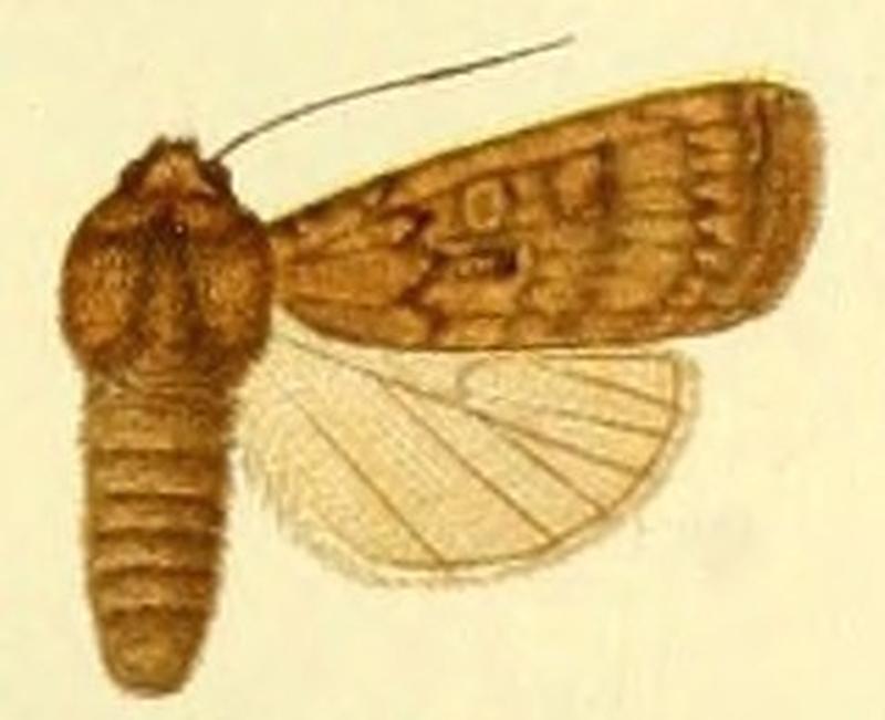 Euxoa opisoleuca
