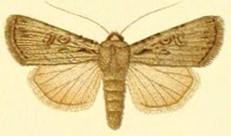 Euxoa orientis
