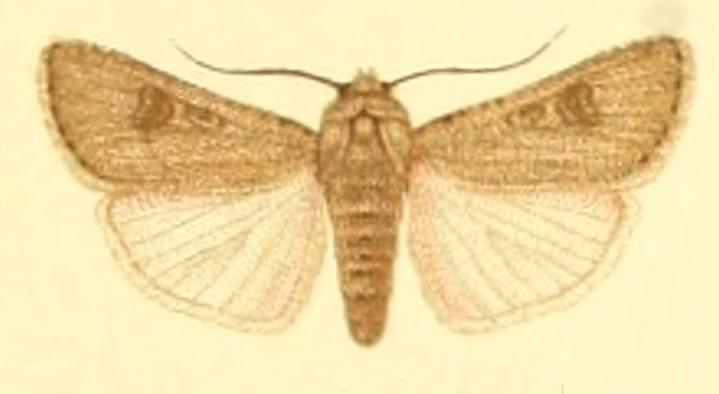 Euxoa pallida f