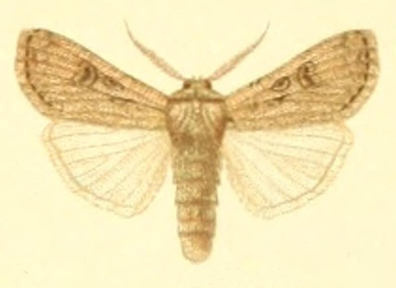 Euxoa pallida m