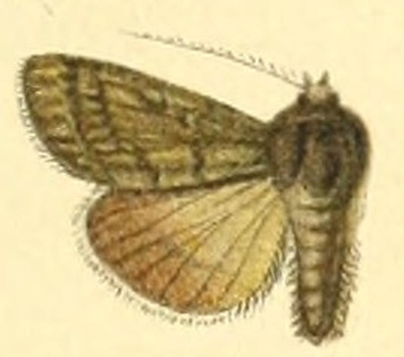 Euxoa pallidifrons