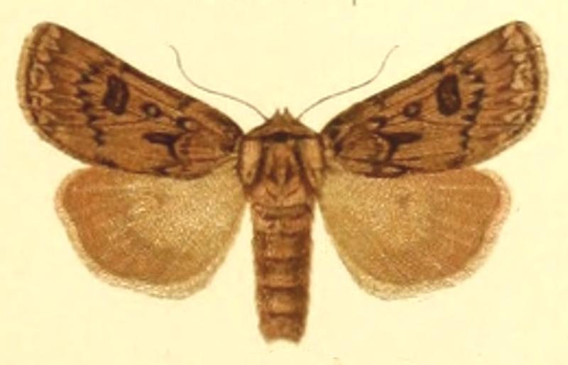 Euxoa patula