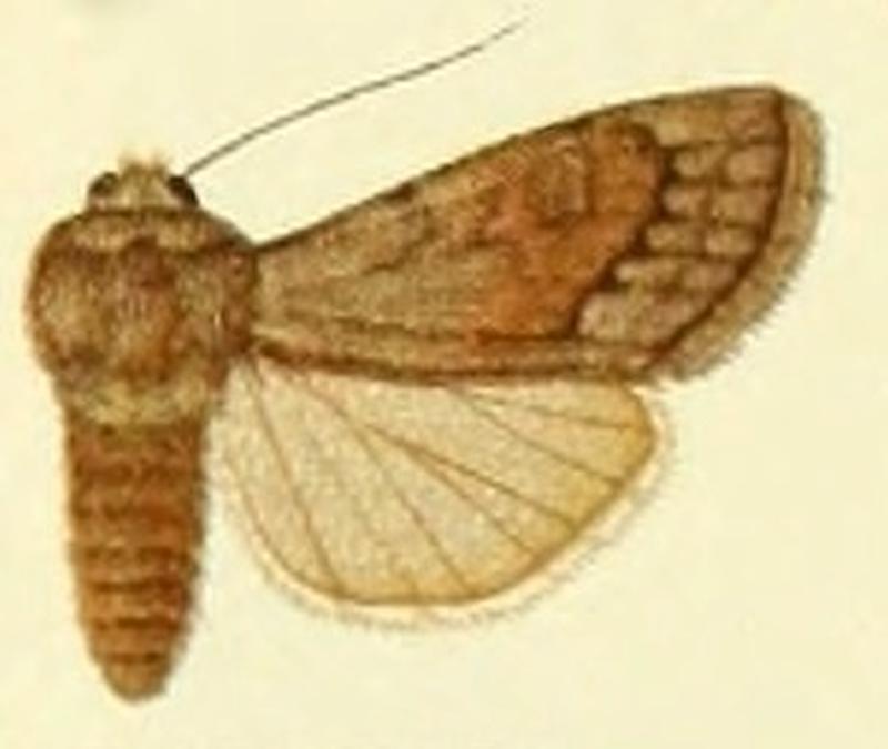 Euxoa peperita