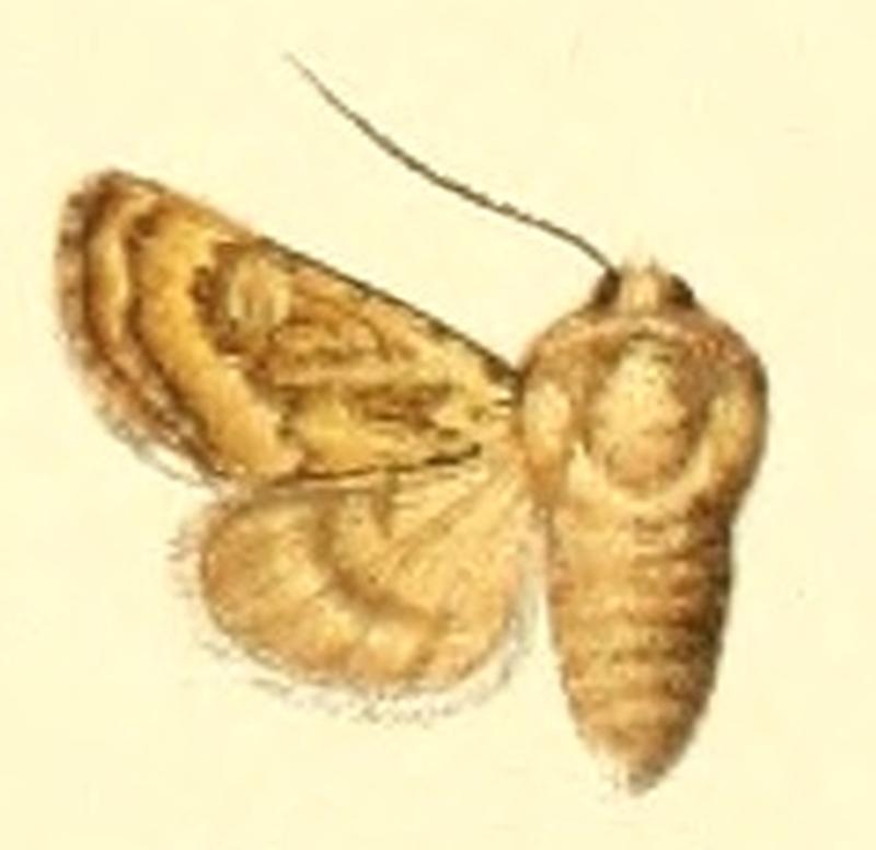 Euxoa pieretti