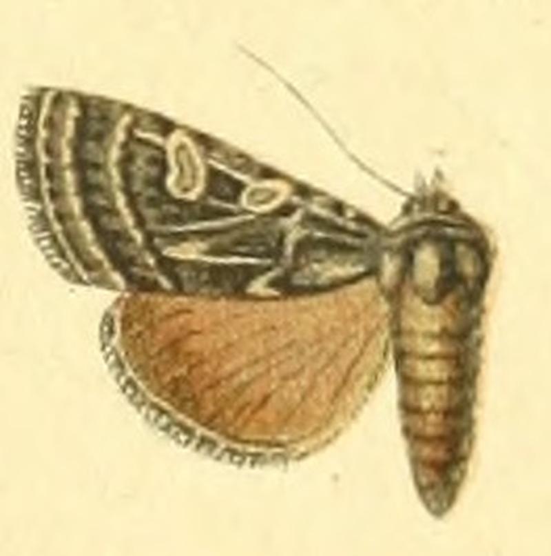 Euxoa poliogramma