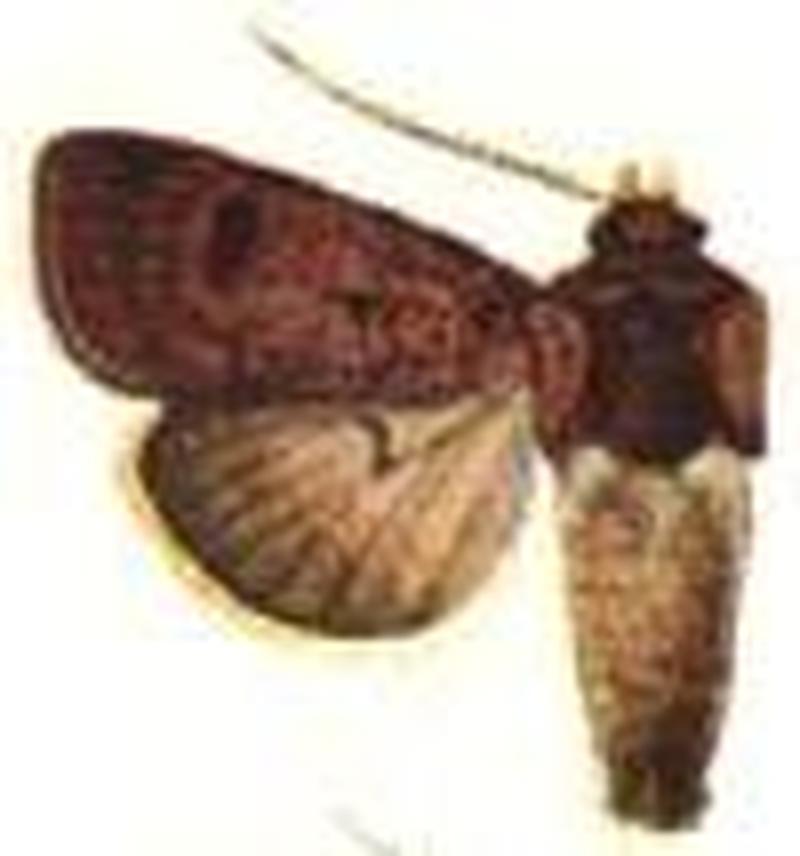 Euxoa porphyricollis