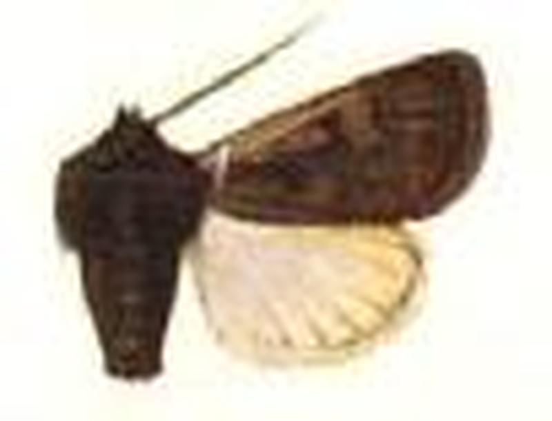 Euxoa proleuca