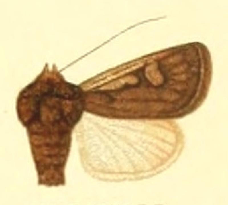 Euxoa proleuca