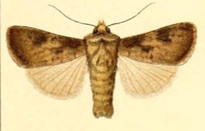 Euxoa puta