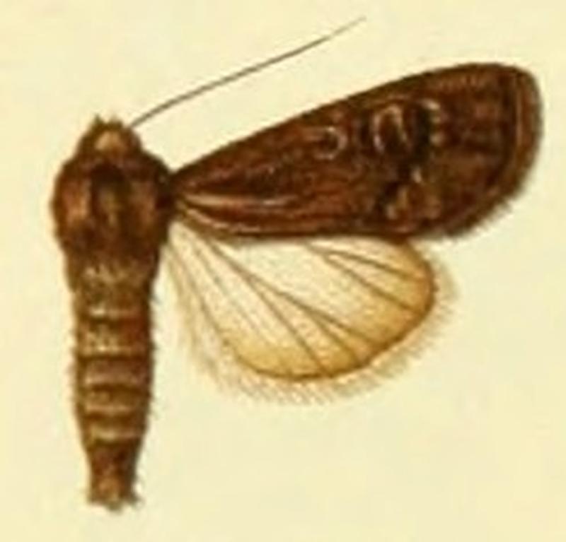 Euxoa pygmaea