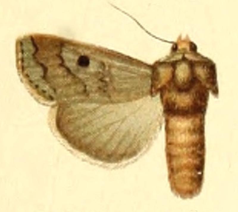 Euxoa quadrangula