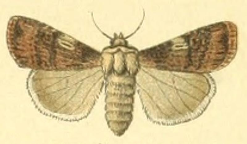Euxoa renitens f