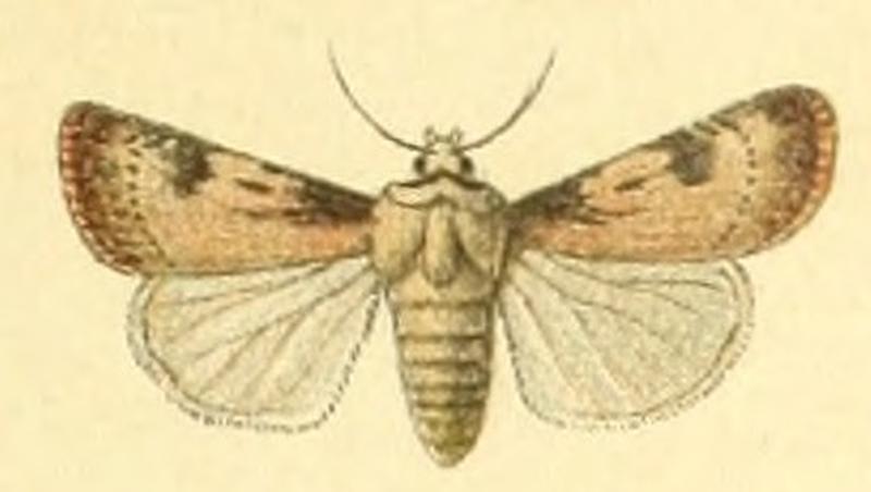 Euxoa renitens m