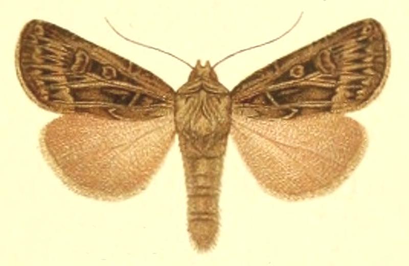 Euxoa robusta