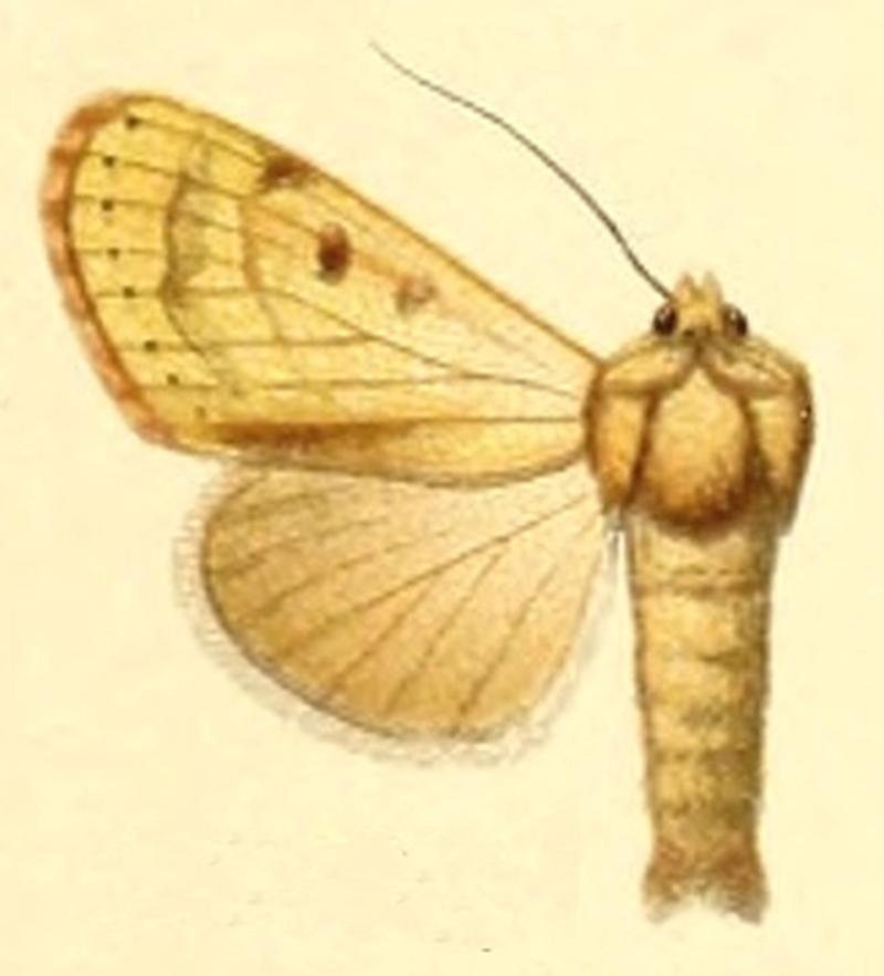 Euxoa romanovi
