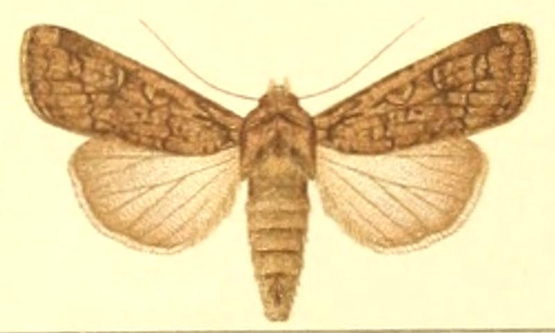 Euxoa ruris