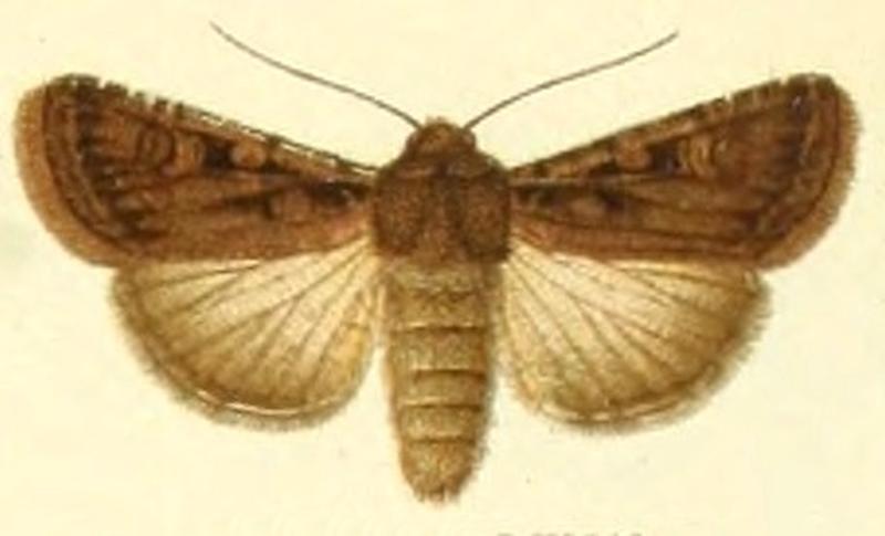 Euxoa sabuletorum 2